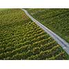 Aerial view over vineyard fields in Europe