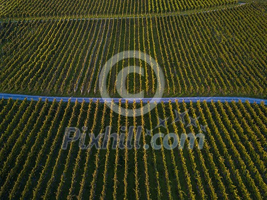 Aerial view over vineyard fields in Europe