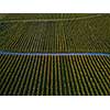 Aerial view over vineyard fields in Europe