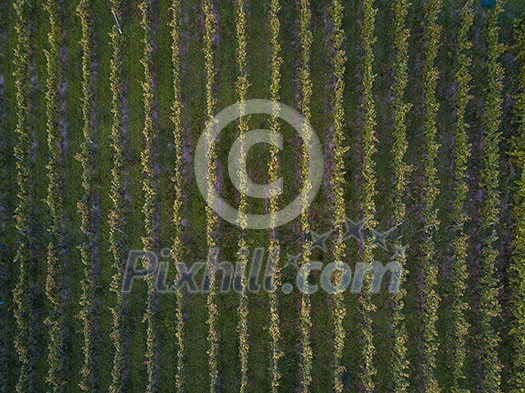 Aerial view over vineyard fields in Europe Aerial view over vineyard fields in Europe