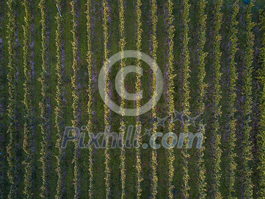 Aerial view over vineyard fields in Europe