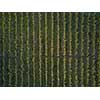 Aerial view over vineyard fields in Europe