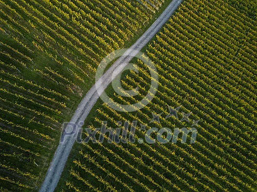 Aerial view over vineyard fields in Europe