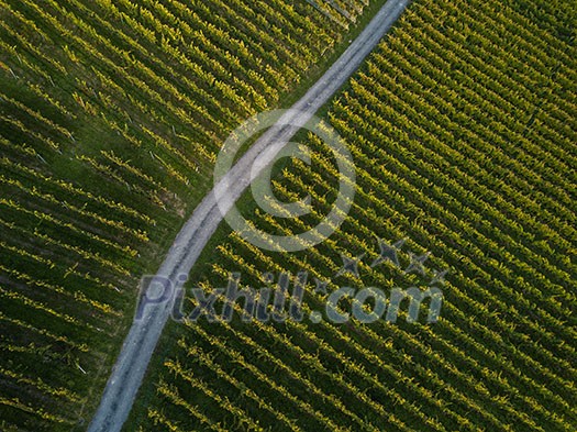 Aerial view over vineyard fields in Europe Aerial view over vineyard fields in Europe