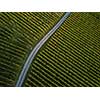 Aerial view over vineyard fields in Europe