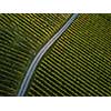 Aerial view over vineyard fields in Europe