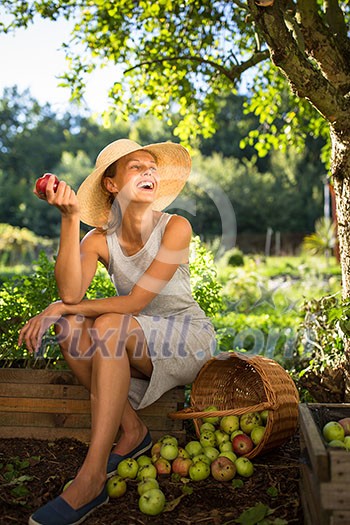 Pretty, young woman gardening in her garden - harvesting organic apples - looking very happy with the results Pretty, young woman gardening in her garden - harvesting organic apples - looking very happy with the results