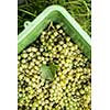 White wine grapes in a plastic box during harvest