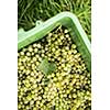 White wine grapes in a plastic box during harvest