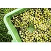 White wine grapes in a plastic box during harvest