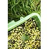 White wine grapes in a plastic box during harvest