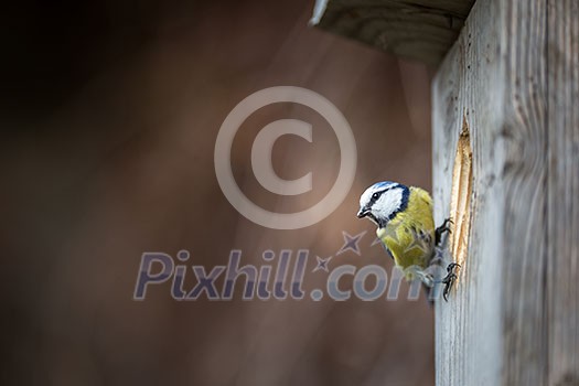 Blue tit Parus caeruleus on a bird house it inhabits - feeding the young. Shallow depth of field and background blurred Blue tit Parus caeruleus on a bird house it inhabits - feeding the young. Shallow depth of field and background blurred