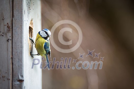 Blue tit Parus caeruleus on a bird house it inhabits - feeding the young. Shallow depth of field and background blurred Blue tit Parus caeruleus on a bird house it inhabits - feeding the young. Shallow depth of field and background blurred
