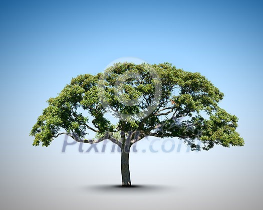 Conceptual image of green tree shaped like brain Conceptual image of green tree shaped like brain