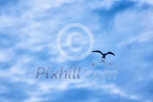 a single seagull flying in the sky a single seagull flying in the sky