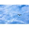 a single seagull flying in the sky