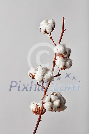 branch white cotton flowers isolated on gray background branch white cotton flowers isolated on gray background