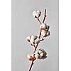 branch white cotton flowers isolated on gray background