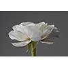 one white ranunculus on a gray background, the concept of a greeting card for Valentine's Day, Mother's Day