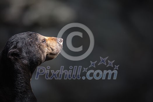 Malayan sun bear (Helarctos malayanus). Malayan sun bear (Helarctos malayanus).