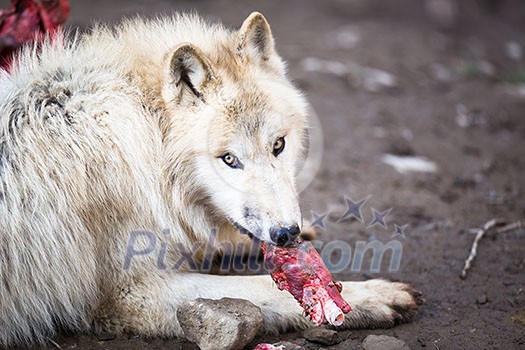 Arctic Wolf (Canis lupus arctos) aka Polar Wolf or White Wolf Arctic Wolf (Canis lupus arctos) aka Polar Wolf or White Wolf