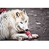 Arctic Wolf (Canis lupus arctos) aka Polar Wolf or White Wolf