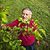 Portrait of a senior man gardening in his garden (color toned image) - checking the state of his orchard fruit trees
