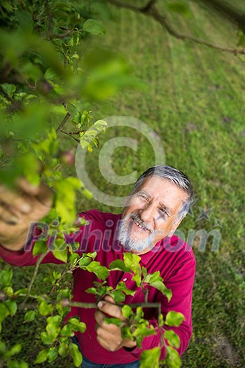 Portrait of a senior man gardening in his garden (color toned image) - checking the state of his orchard fruit trees Portrait of a senior man gardening in his garden (color toned image) - checking the state of his orchard fruit trees