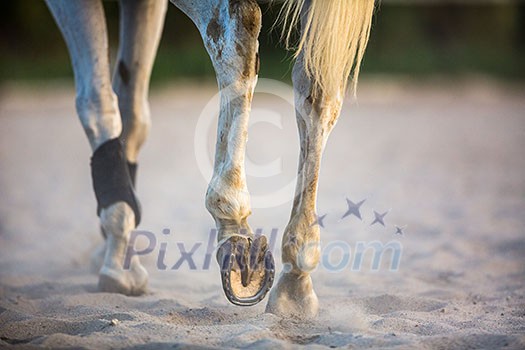 Horse galloping in sand