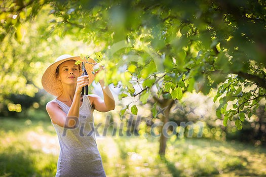 Pretty, young woman gardening in her garden, cutting branches, taking care of her lovely orchard Pretty, young woman gardening in her garden, cutting branches, taking care of her lovely orchard