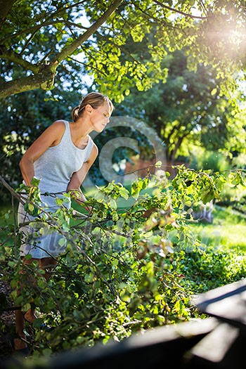 Pretty, young woman gardening in her garden, cutting branches, preparing the orchard for the winter Pretty, young woman gardening in her garden, cutting branches, preparing the orchard for the winter