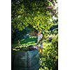 Pretty, young woman gardening in her garden, cutting branches, preparing the orchard for the winter