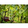 Freshly harvested red grapes in a pannier (color toned image)