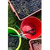 Freshly harvested red grapes in a pannier (color toned image)