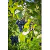 Lovely ripe, red grapes in a vineyard (color toned image)