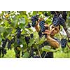 Handsome young vintner harvesting vine grapes in his vineyard (color toned image)