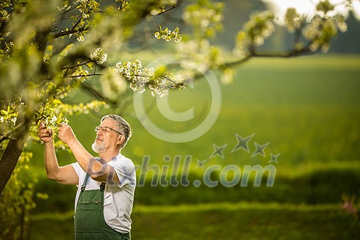 Portrait of senior man gardening, taking care of his lovely orchard, ejoying actively his retirement Portrait of senior man gardening, taking care of his lovely orchard, ejoying actively his retirement