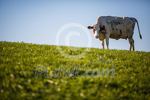 Cow in pasture. Mountain meadow. Green meadow in mountains and cow summer landscape. Cow in pasture. Mountain meadow. Green meadow in mountains and cow summer landscape.