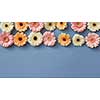 White pink and orange gerberas on a blue paper background. Minimal spring concept with copy space. Flat lay.