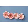 Four pink gerberas on a blue background. The concept of the Tetrisu game. Floral background. Flat lay.