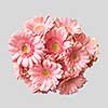 A beautiful bouquet of pink gerberas is taken from above for a greeting card on a gray background