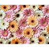Floral background of bright different gerbera flowers. Mother's Day or by March 8 as post card. Flat lay.