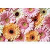 Gerbera flowers, natural background of colorful flowers. As post card for Mother's day or 8 march. Flat lay.