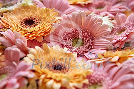 Natural floral background of bright pink and orange gerberas, from Mother's Day as post card or as on March 8. Close-up, Natural floral background of bright pink and orange gerberas, from Mother's Day as post card or as on March 8. Close-up,