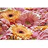 Natural floral background of bright pink and orange gerberas, from Mother's Day as post card or as on March 8. Close-up,