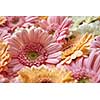 Close-up floral natural background of gerbera flowers, as layout for post card on Valentine's Day or Mother's Day