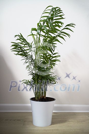 House plant Chamaedorea in a ceramic flower pot isolated on a white background
