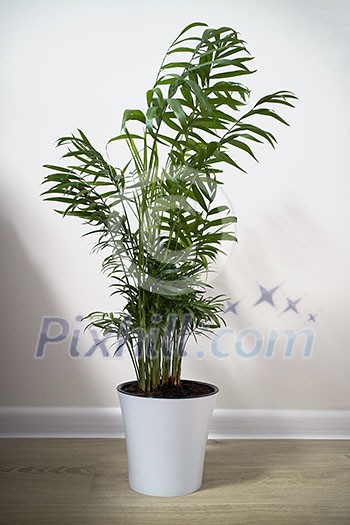 House plant Chamaedorea in a ceramic flower pot isolated on a white background House plant Chamaedorea in a ceramic flower pot isolated on a white background