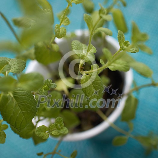 Pepper green mints in ceramic pot on a blue background with blurred leaves removed from flat lay. Green nature background Pepper green mints in ceramic pot on a blue background with blurred leaves removed from flat lay. Green nature background