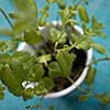 Pepper green mints in ceramic pot on a blue background with blurred leaves removed from flat lay. Green nature background